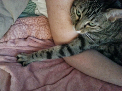 Cat arm over human arm