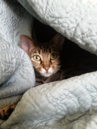 Cat peeking through blanket